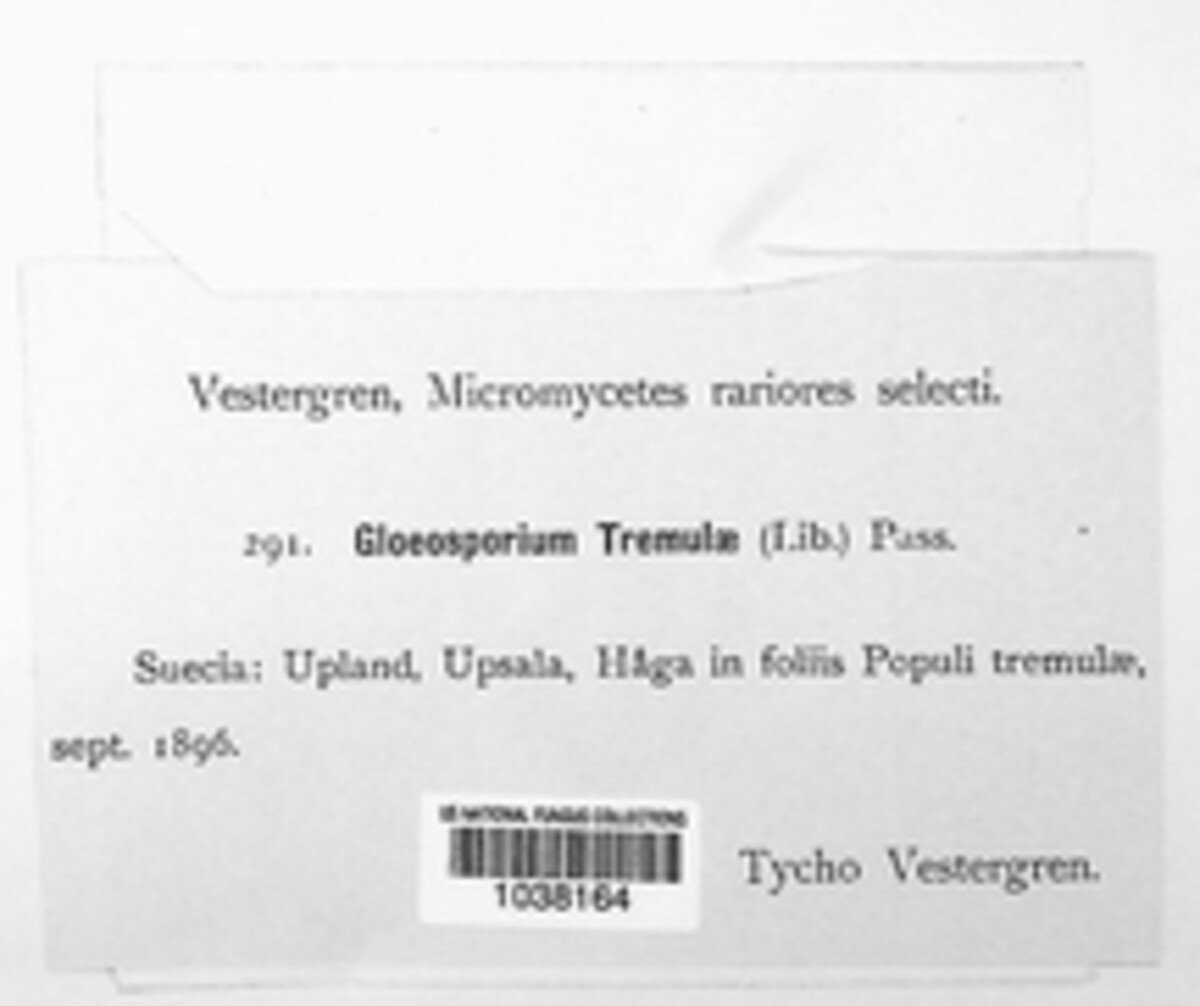Titaeosporina tremulae image